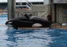 Shamu Show